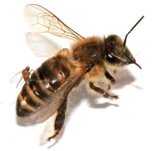 fly laying eggs inside a honey bee