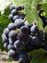 Loose clustered Merlot less prone to rot