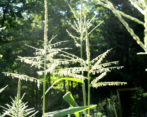 stalks in sun – Biofortified