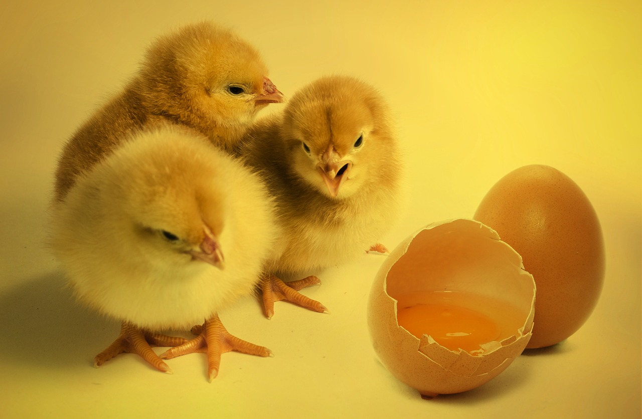 Sustainability, animal welfare, and Easter eggs