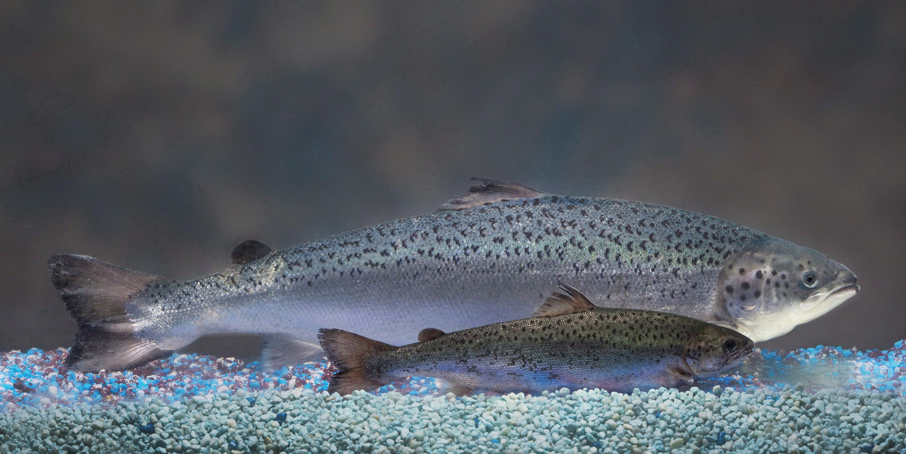 We need GMO salmon