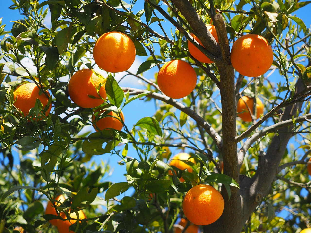 Saving Citrus starts with historic tree dedication